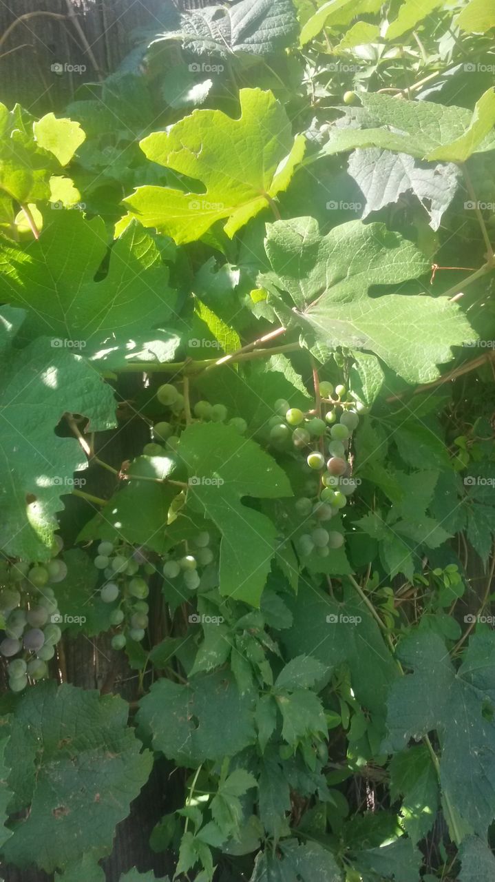 Grapes