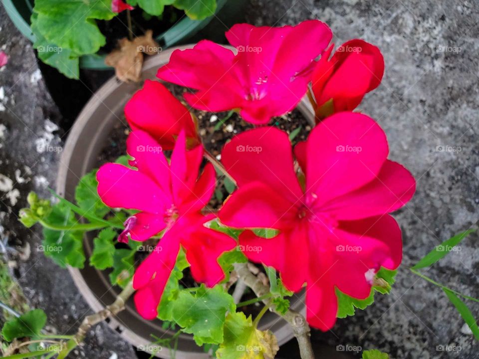 geranium