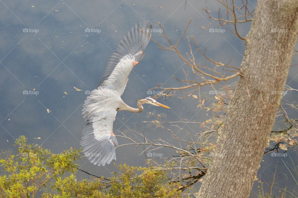 A colorful Great Blue Heron in flight