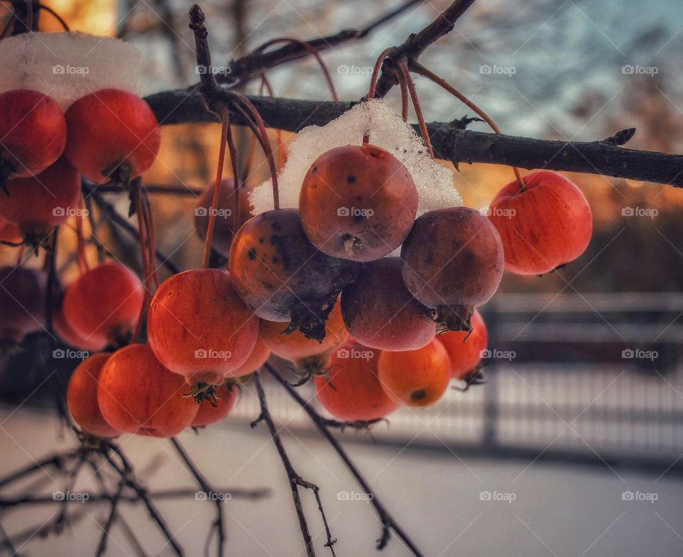 Frizen crab apples.