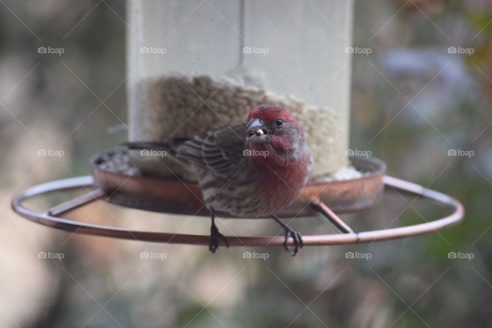 house finch