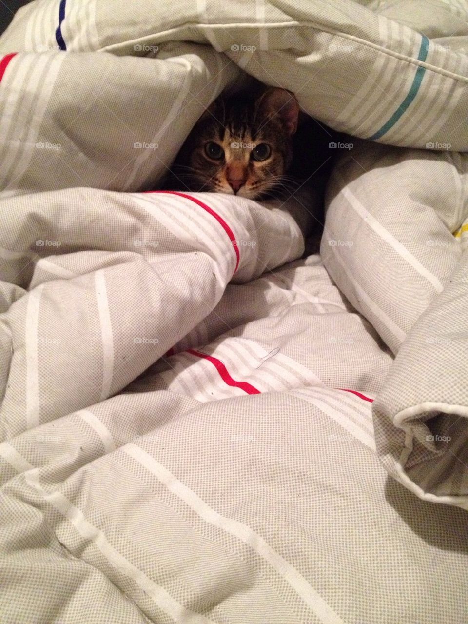 Cat in bed 
