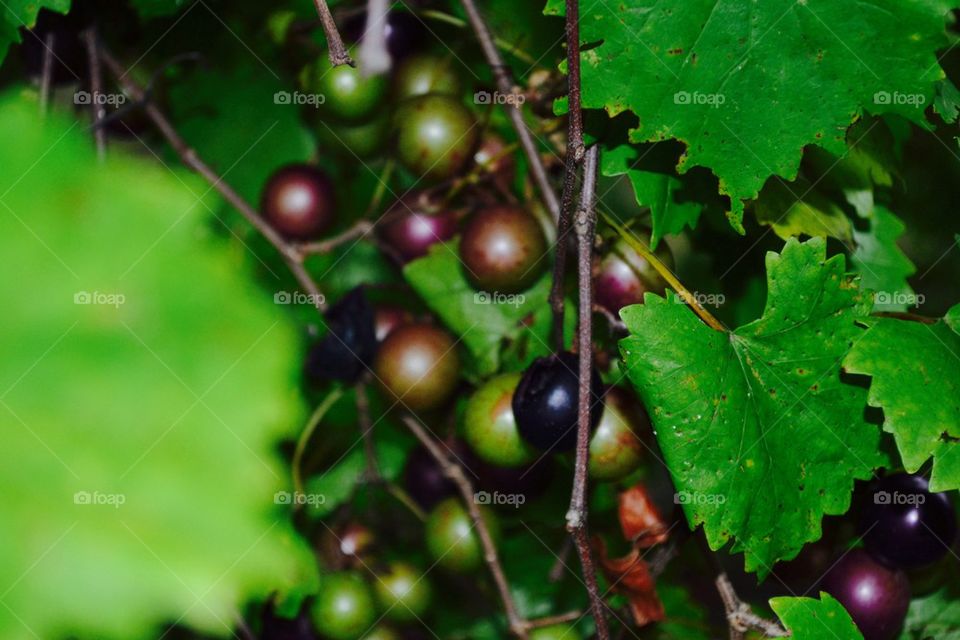 Scuppernongs