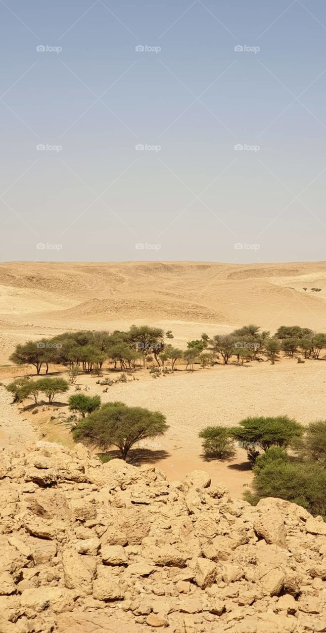 Trees along dry river bed Saudi Arabia