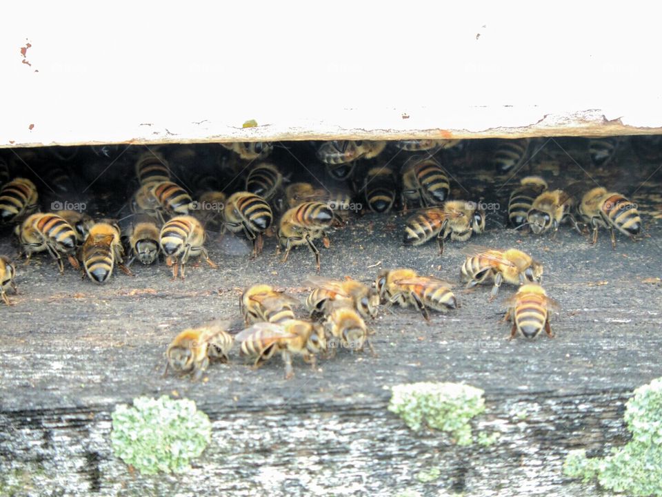 bees. Saw this while I was picking strawberries 