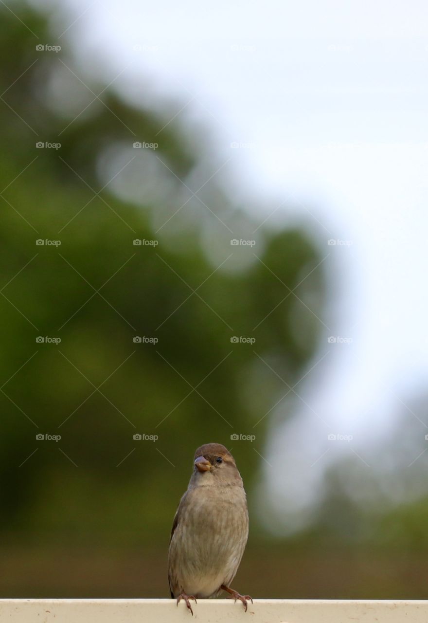 So Nike line Sparrow sitting perched on fence, blurred Bokeh foliage background room for copy 