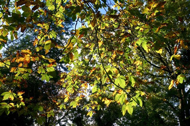 Colored leaves during autumn