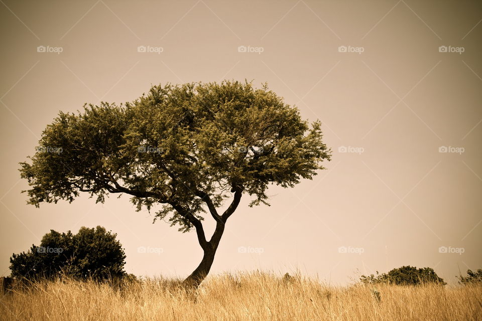 Tree in Burkina Faso