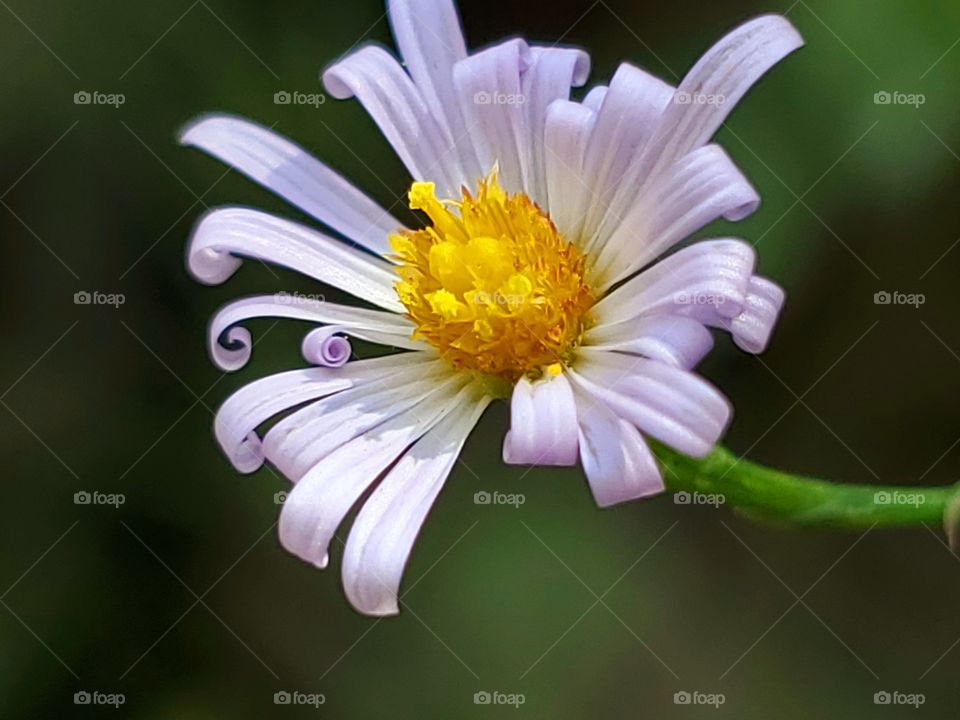 Close up of a small wild daisy. Slightly smaller than a dime. White petals with a purple tint, some beautifully curling and a golden yellow center.