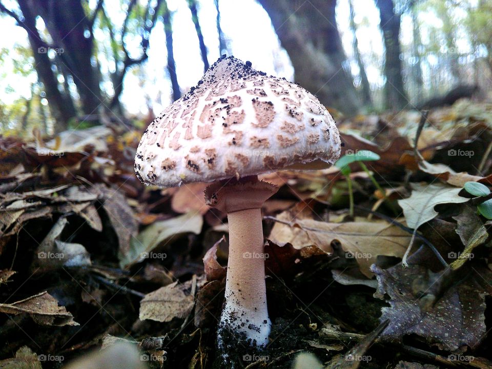 Mushroom closeup