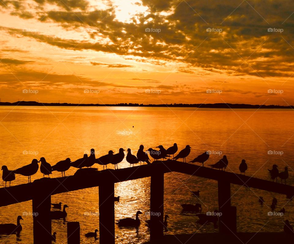 Silhouettes and shadows - Seagulls gather at their favorite sunbathing spot, bask in the last light of the day, as ducks swim below. 