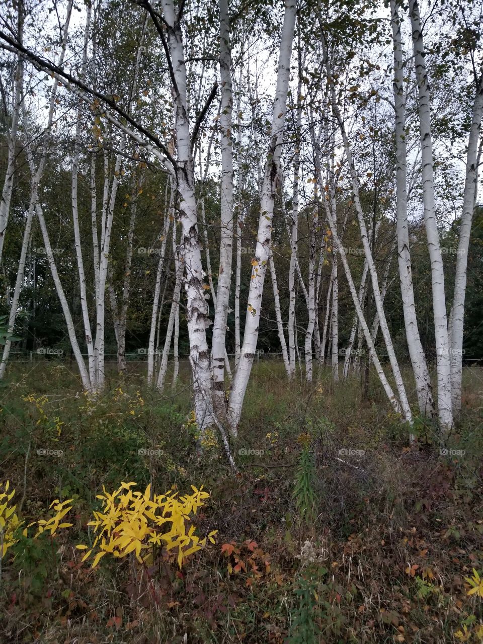 beautiful birch trees
