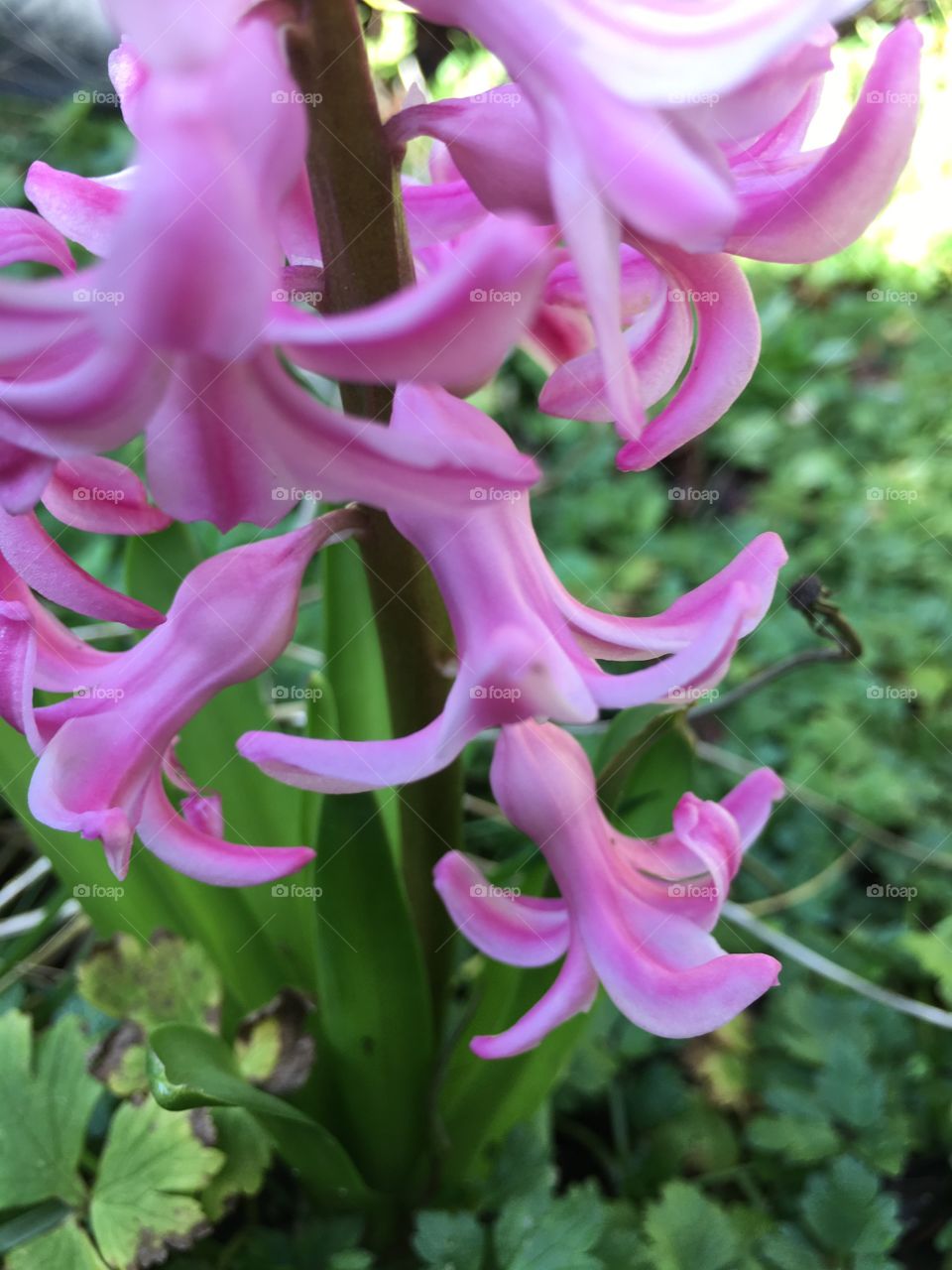 Extreme close-up of pink flowers