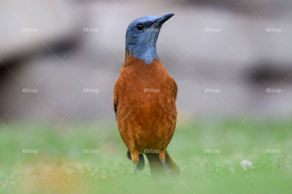 a bird looking around