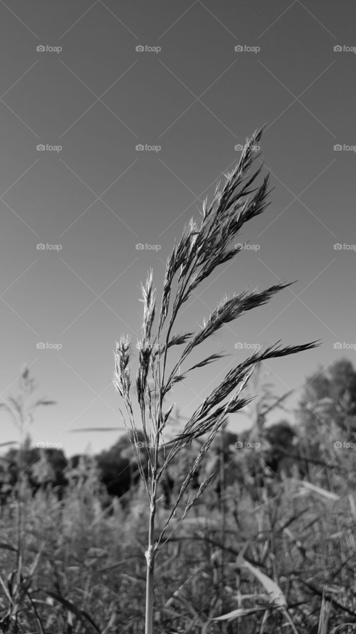 Black and White Grass