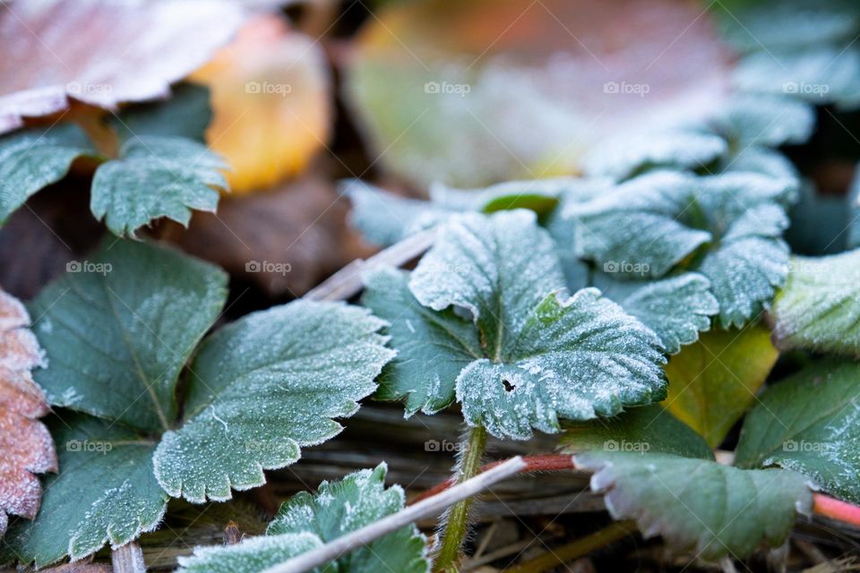 frozen leaves