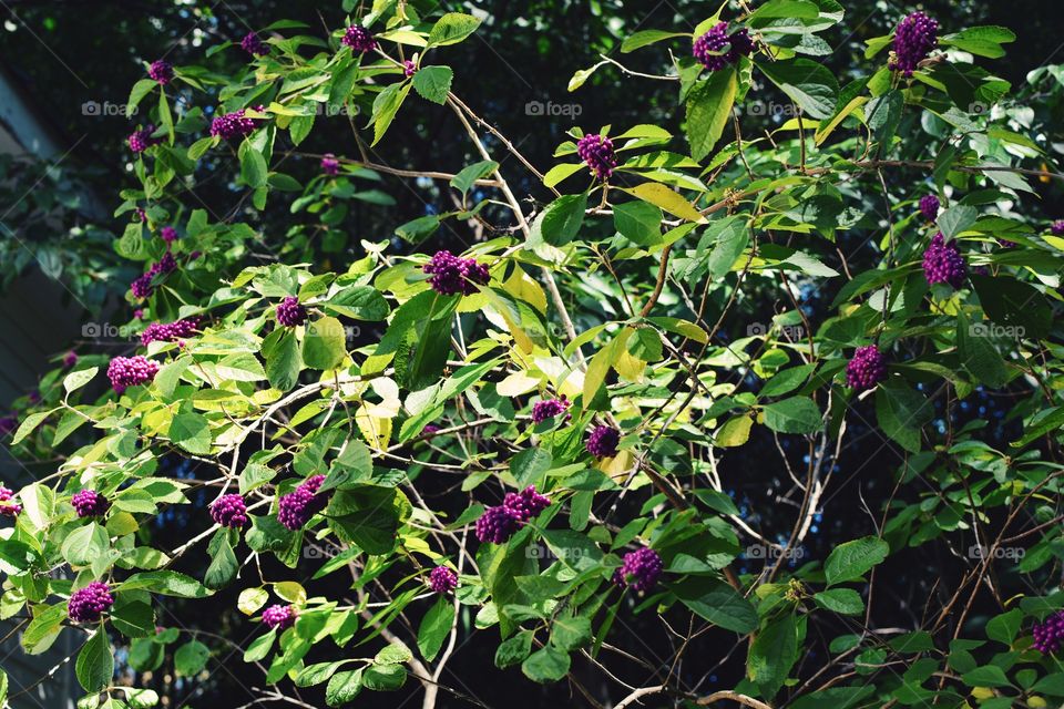 Flower, Flora, Leaf, Garden, Tree