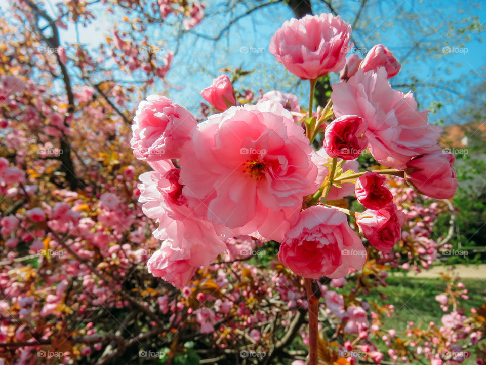 blooming sakura in spring on a sunny day