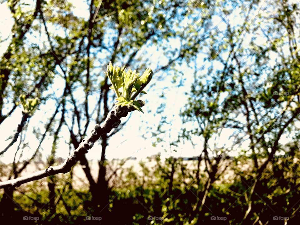 Gorgeous sites seen out for morning walk while trying to take in what nature all has to offer! 