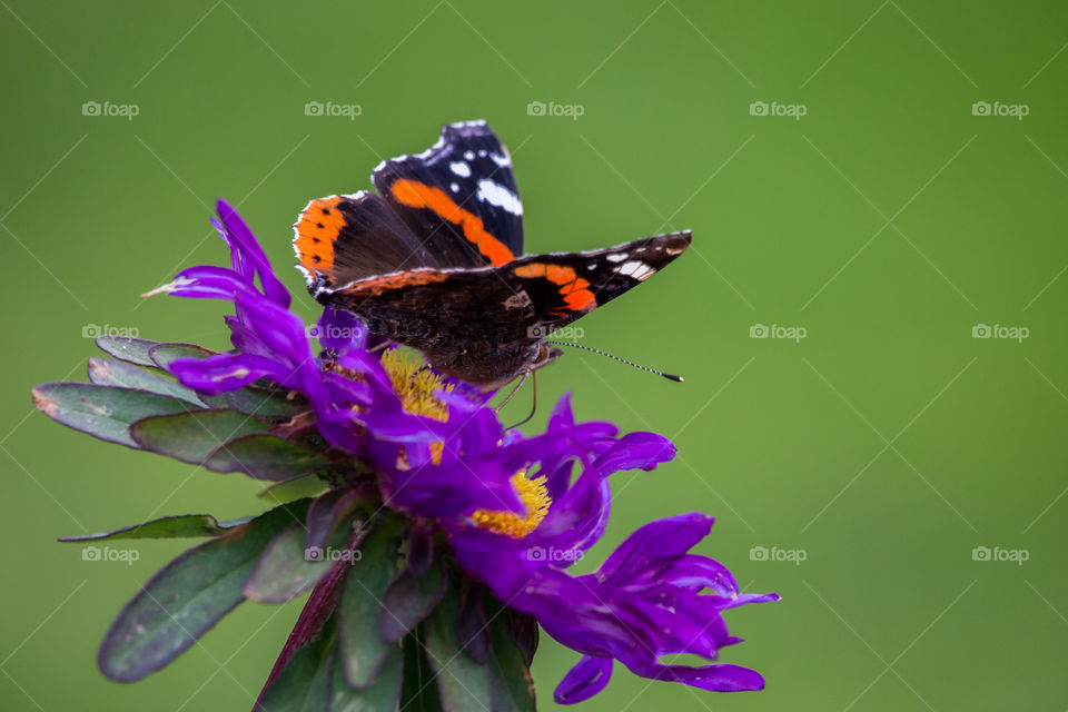 Butterfly on purple flower - fjäril på lila blomma 