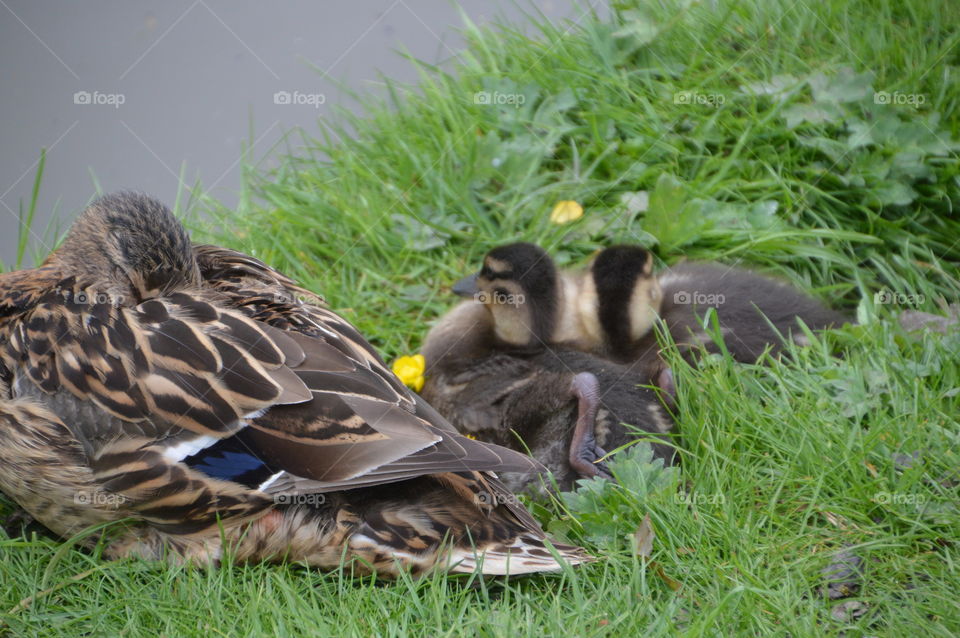 Mother Duck With Ducklings