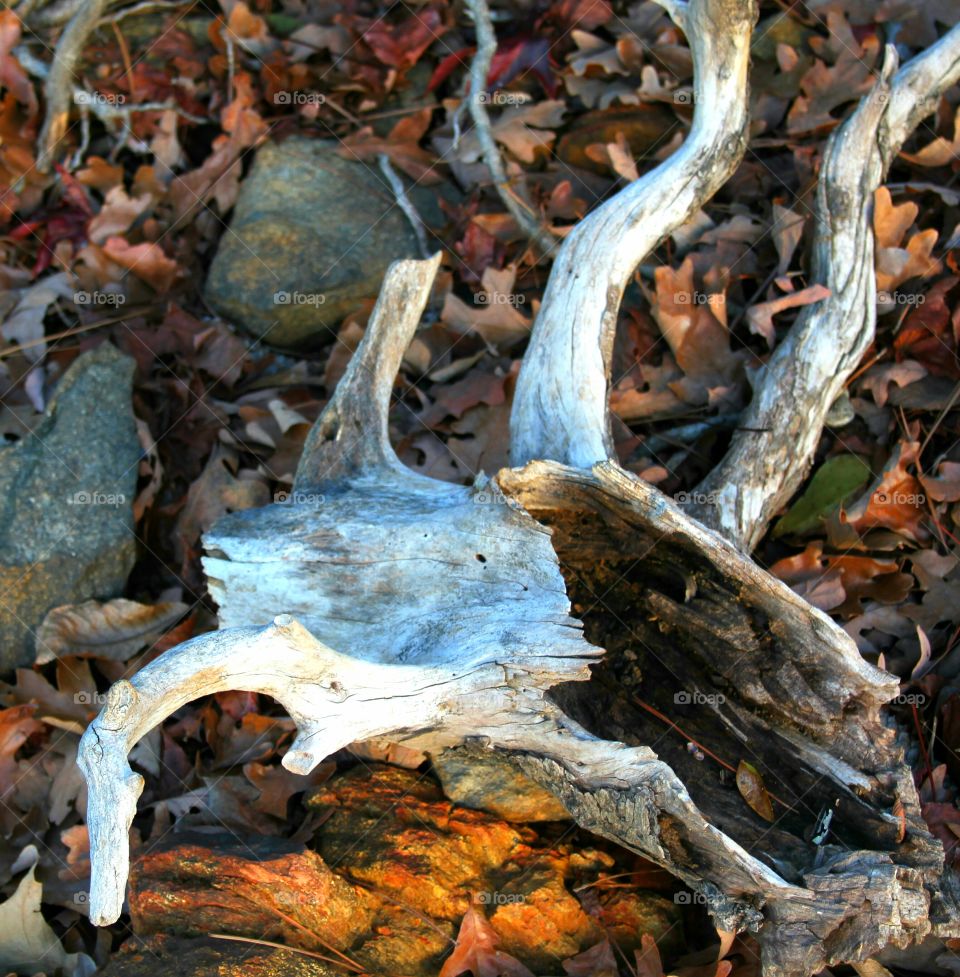 driftwood