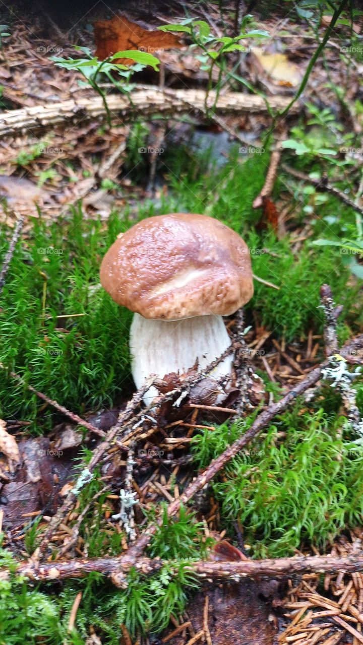 mushroom