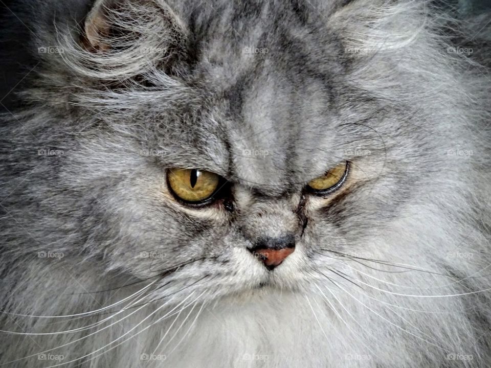 closeup of a white and grey fluffy long haired cats face and head