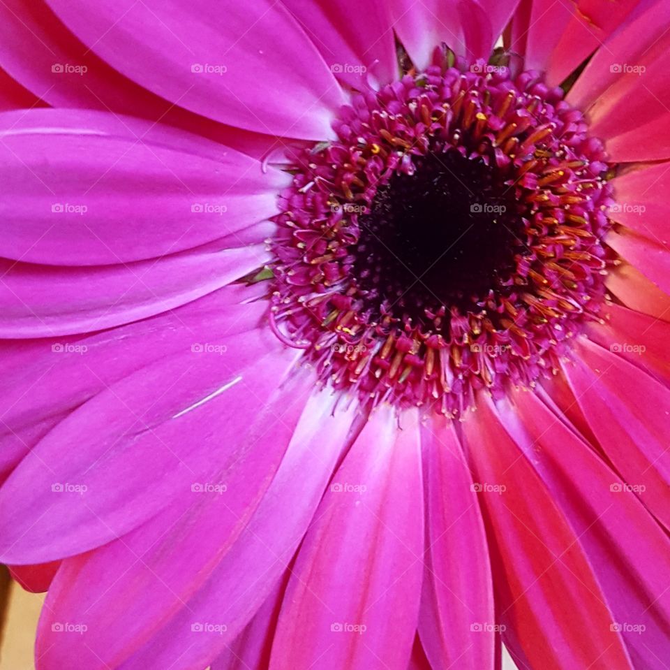 Flower, Nature, Flora, Gerbera, Bright