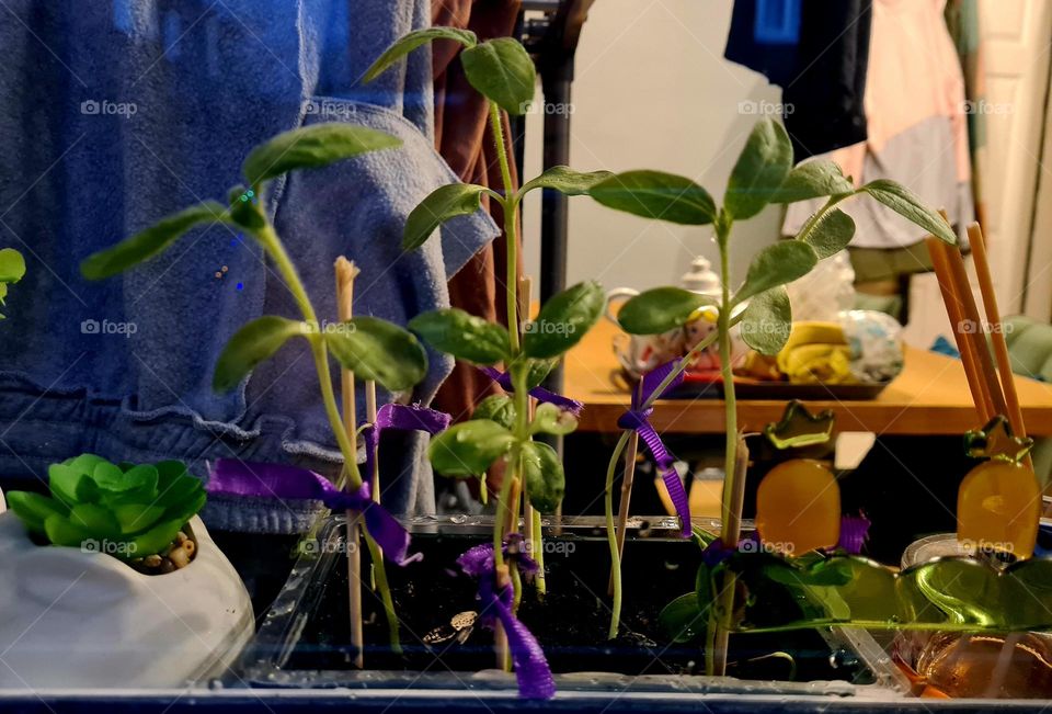 through the kitchen window