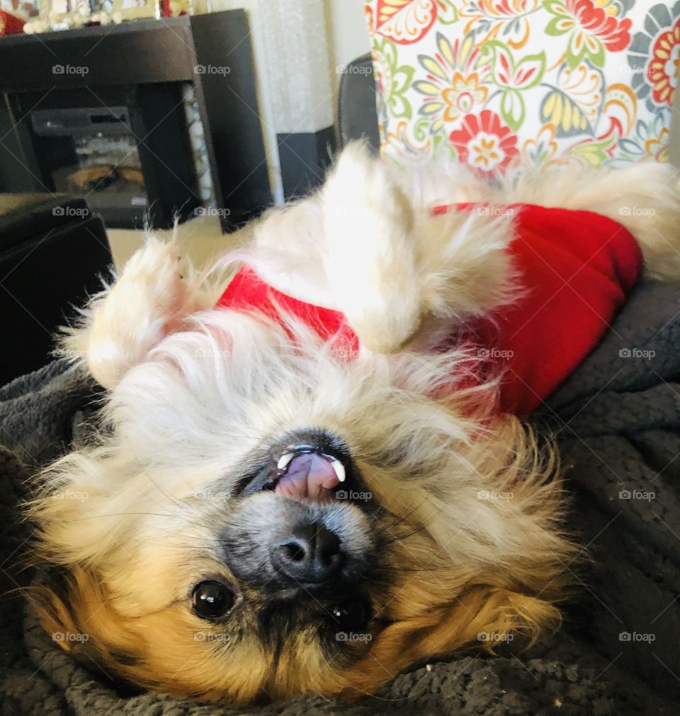 Upside down pup