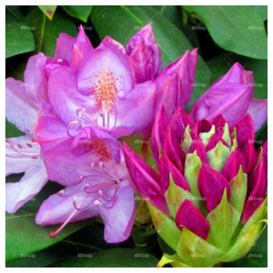 Rhododendron Blossom and Bloom