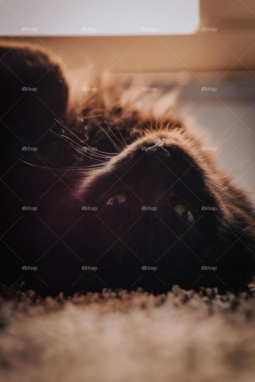 The awoken stare of a kitten.