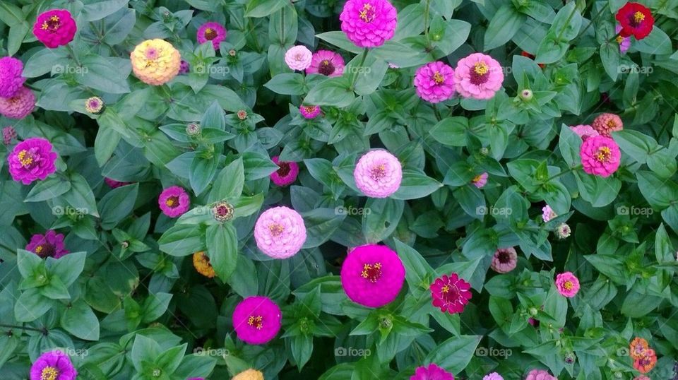 flowers nature summer color by mariyasakharova