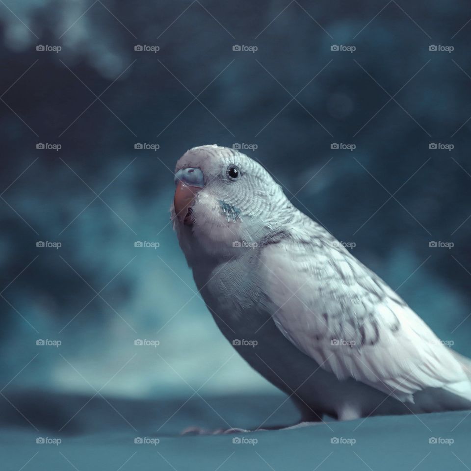 Bird, No Person, Wildlife, Nature, Wild