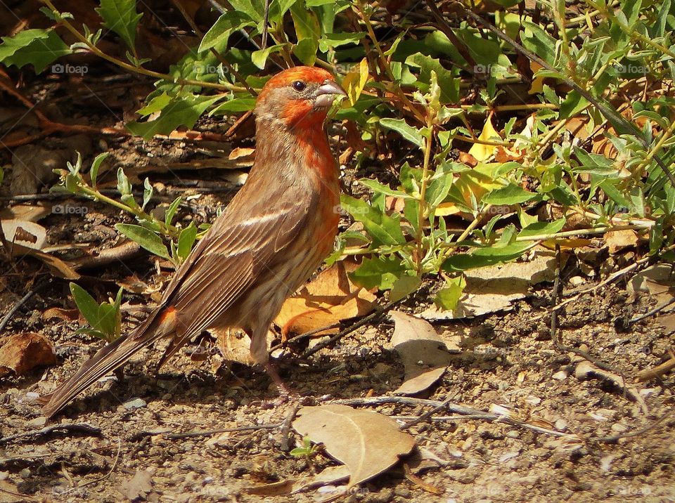 Wild finch