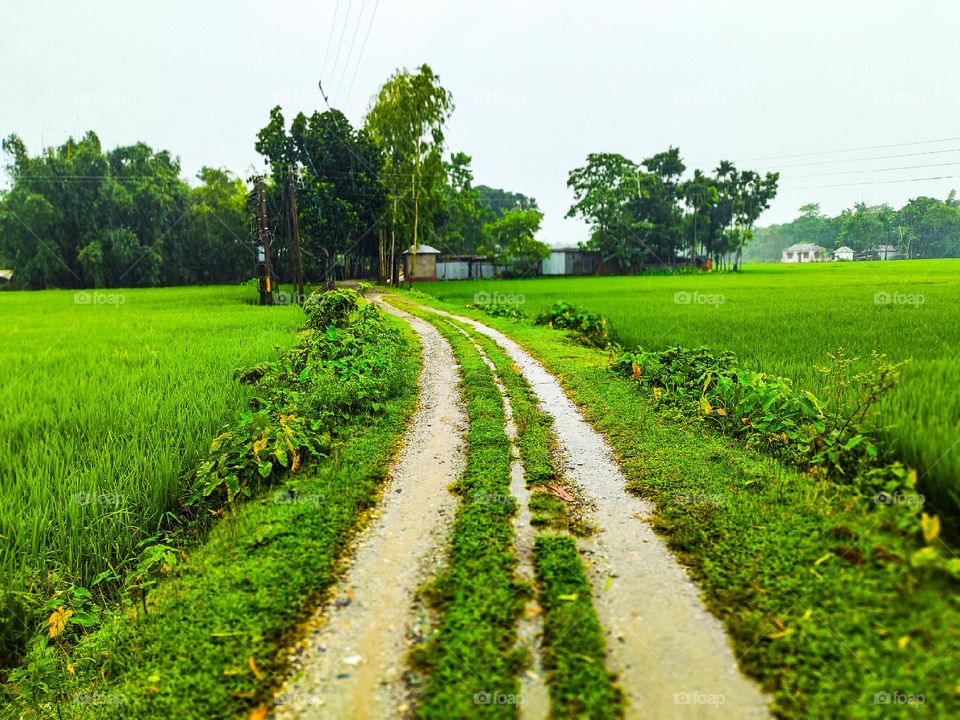 Our village road looks very beautiful. There is green grass on both sides of the road. The grass looks very beautiful. There is white sky above. These scenes look very beautiful.