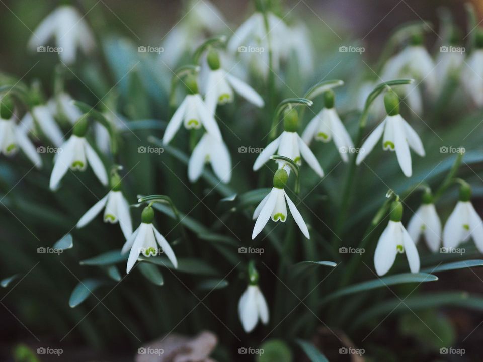 Beautiful snowdrops in botanical garden