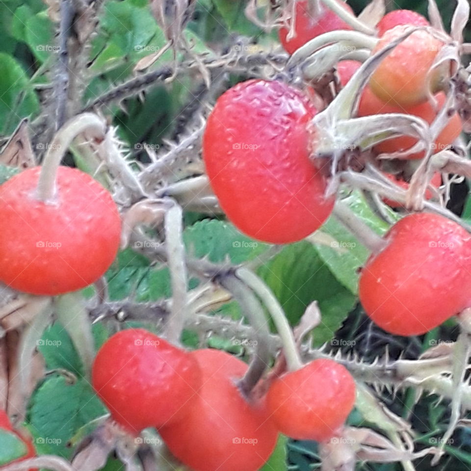 rosa rugosa fruits