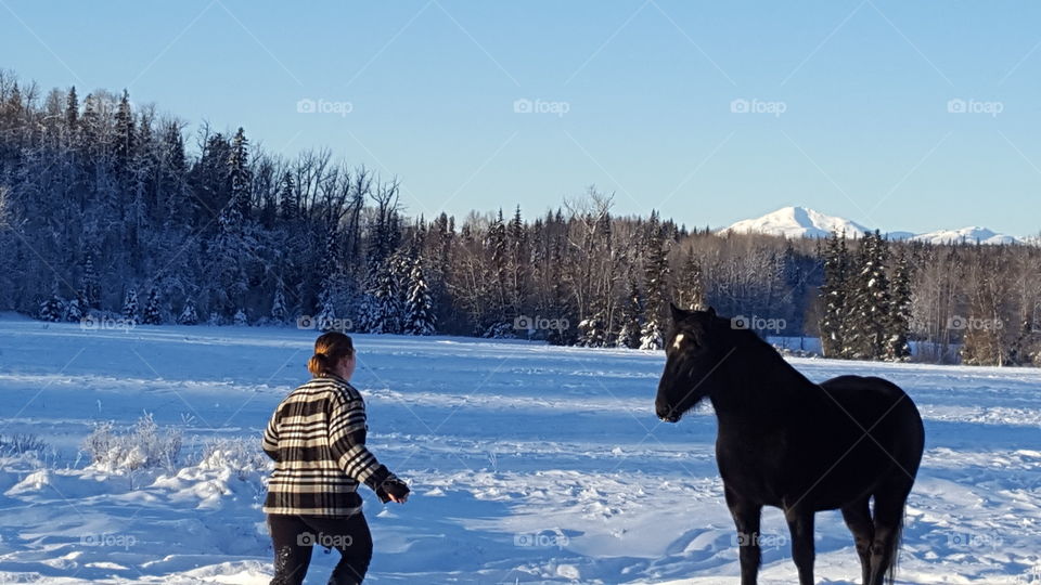 Horses and Snow and Plaid