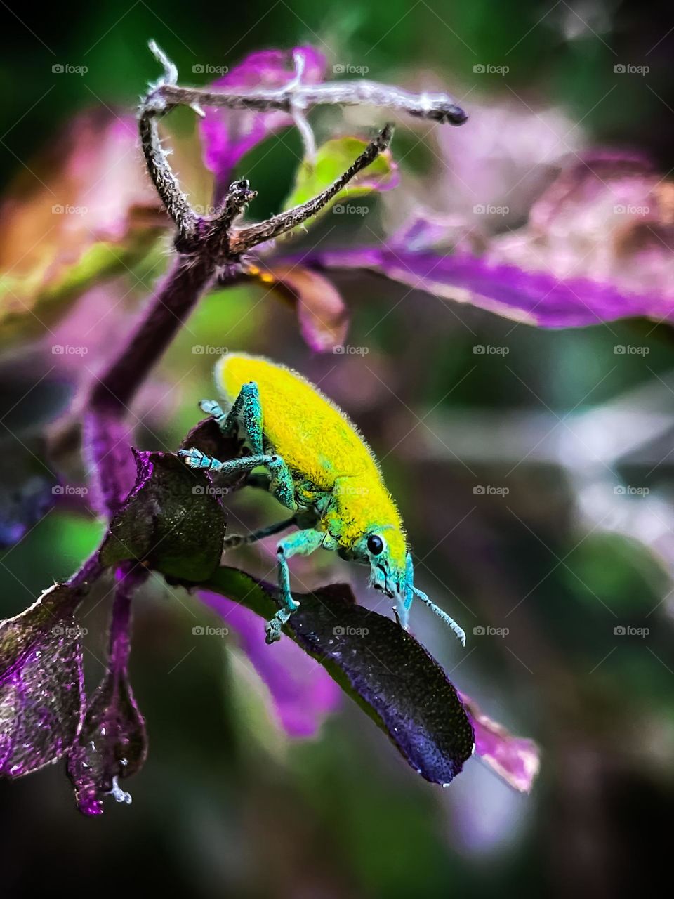 Gold dust weevil beetle on a plant with blurry background. Macro photography 