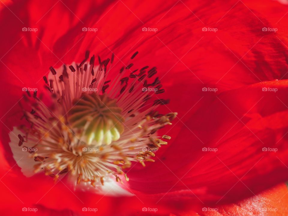 Close up of poppy flower