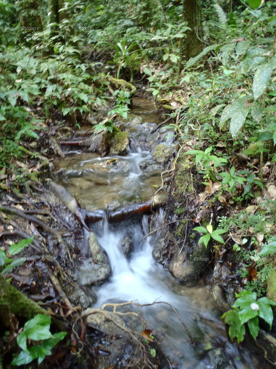 Babbling forest stream. Tropical forest stream 