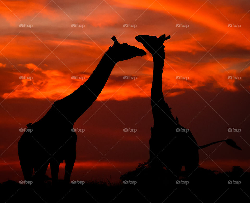 Beautiful silhouette of giraffes in african zoo at stunning colorful red sunset