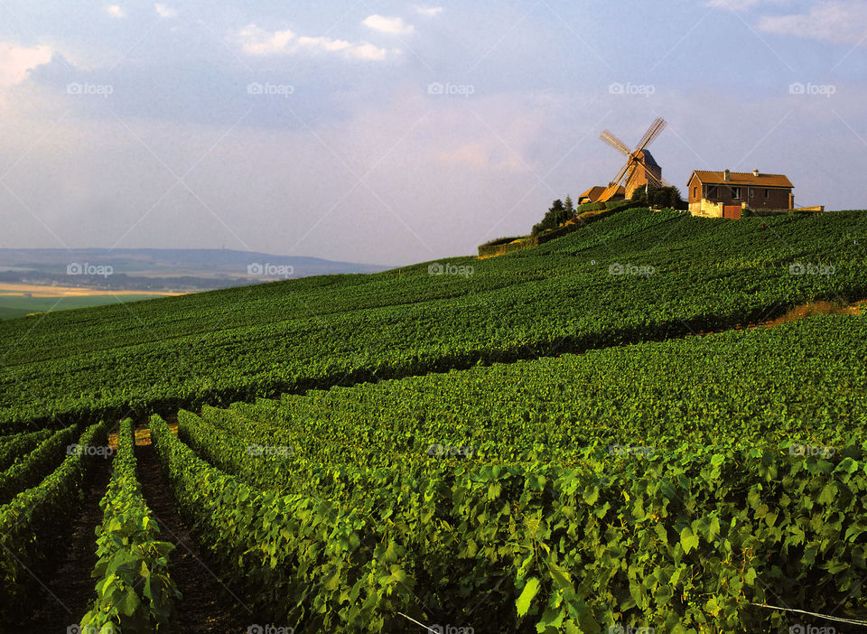 Champagne . Vineyards