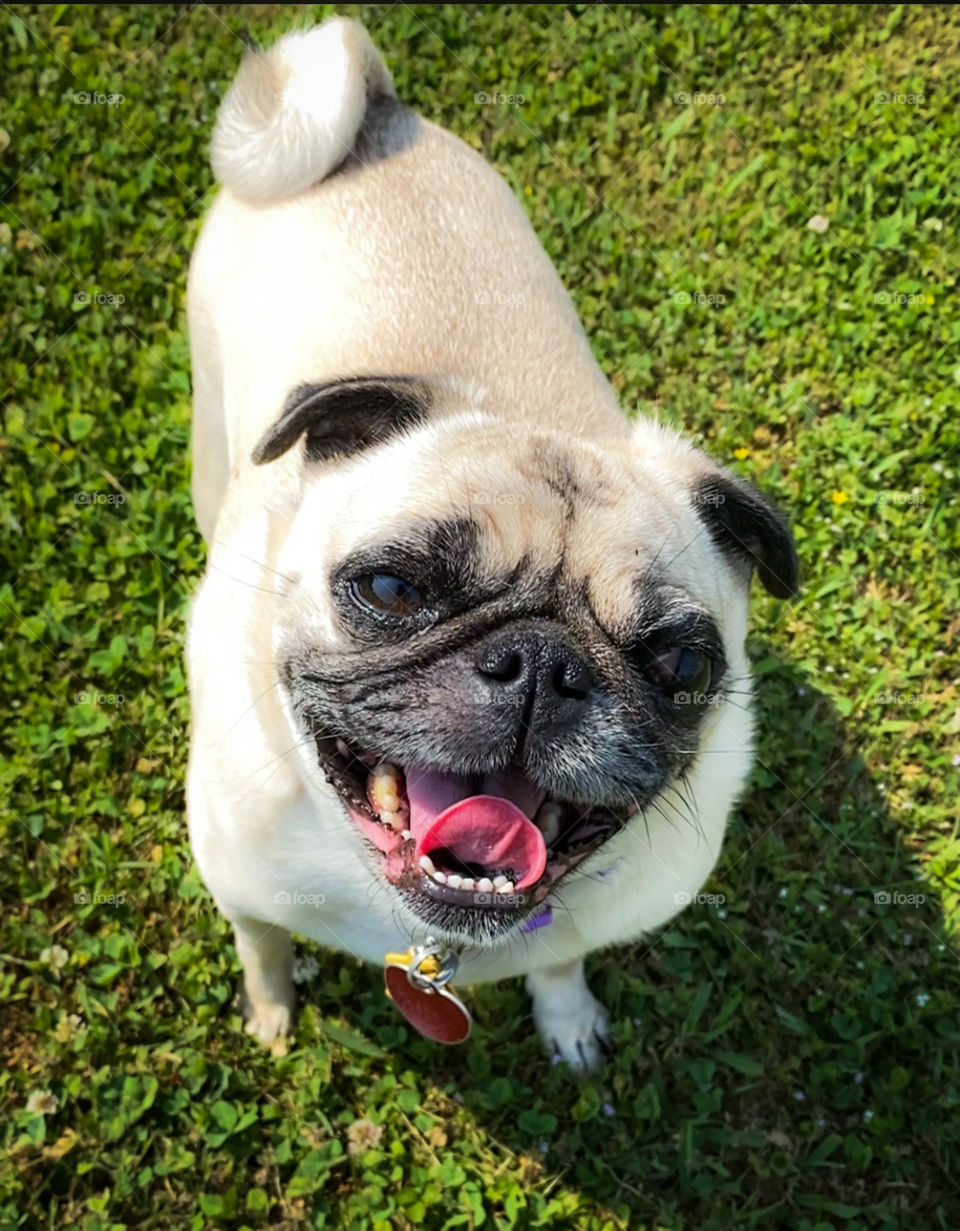 Izzy Pug Plays and has Big Smile!