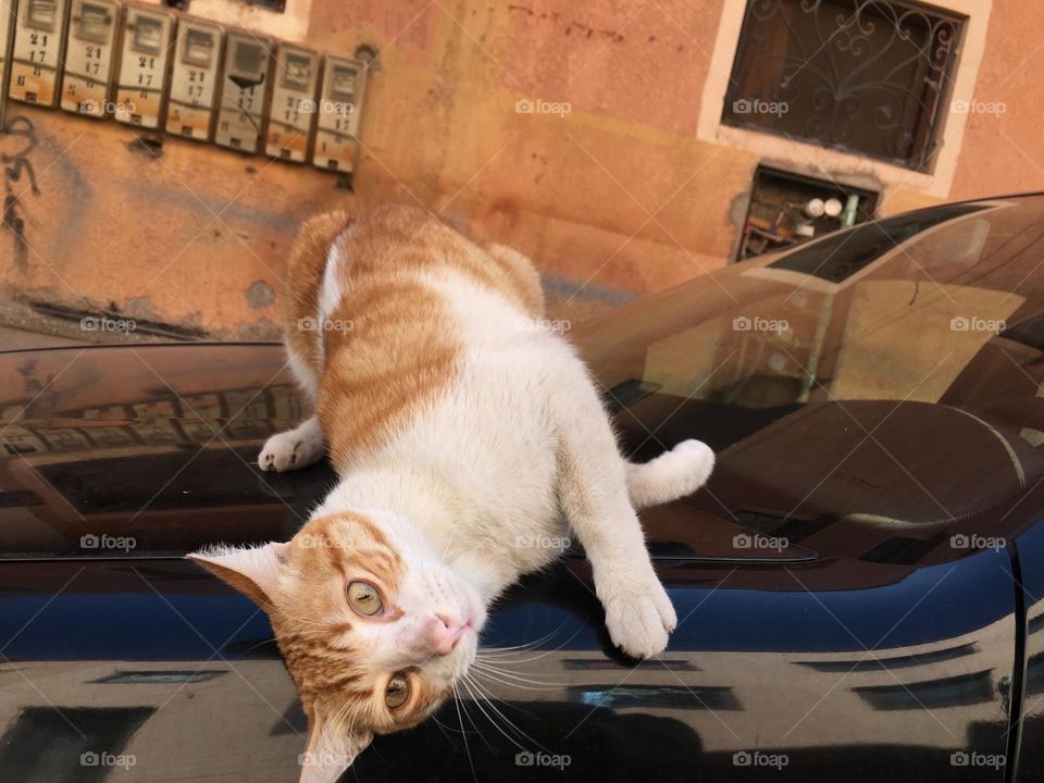 Beautiful cat looking at camera 