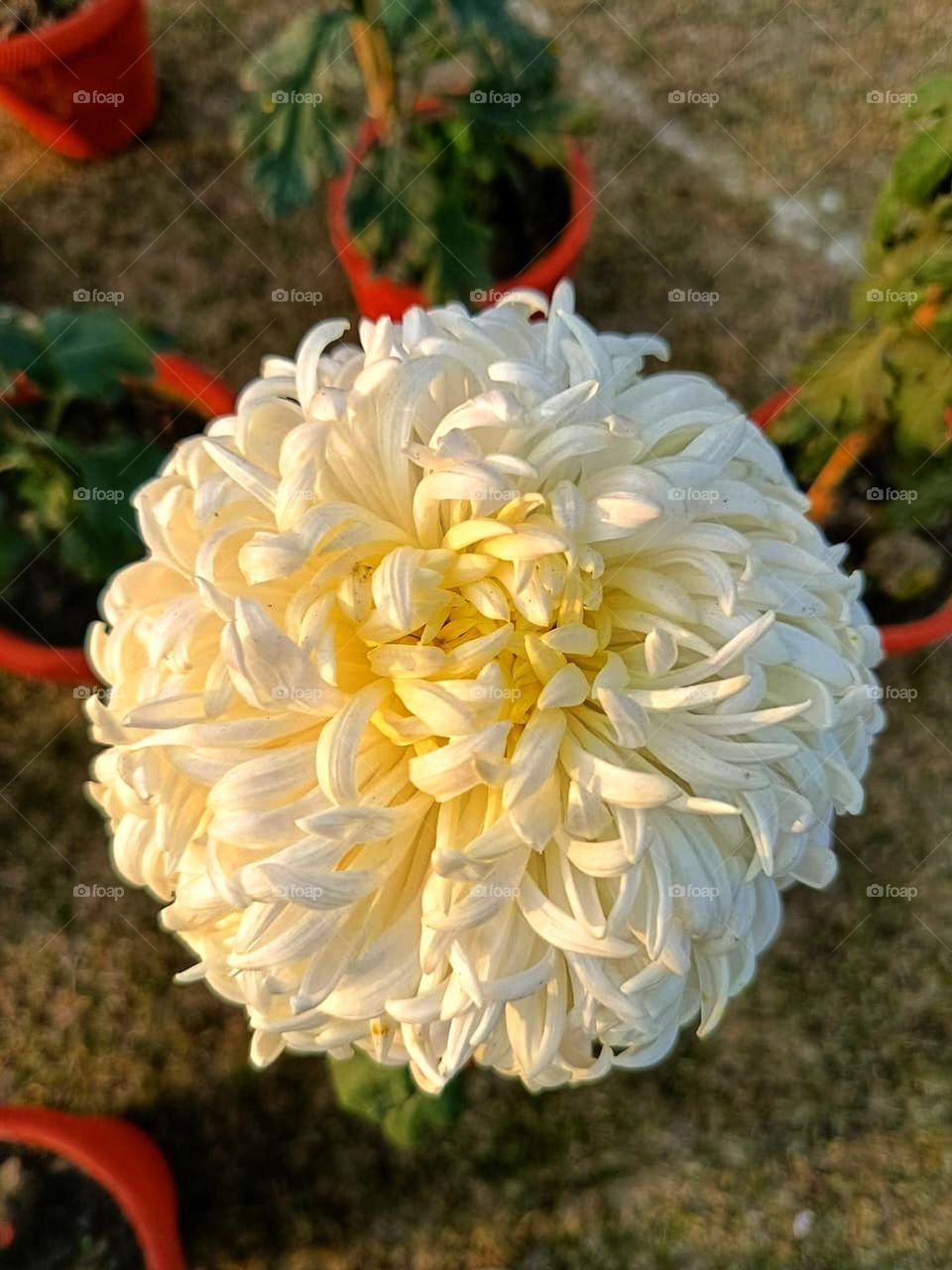 That flower in the pot looks so elegant and graceful! It's like a little piece of nature brightening up the area.
That flower looks like it's basking in the sun, enjoying its time in the pot! 🌻 It's like a little sunshine spot in your space.