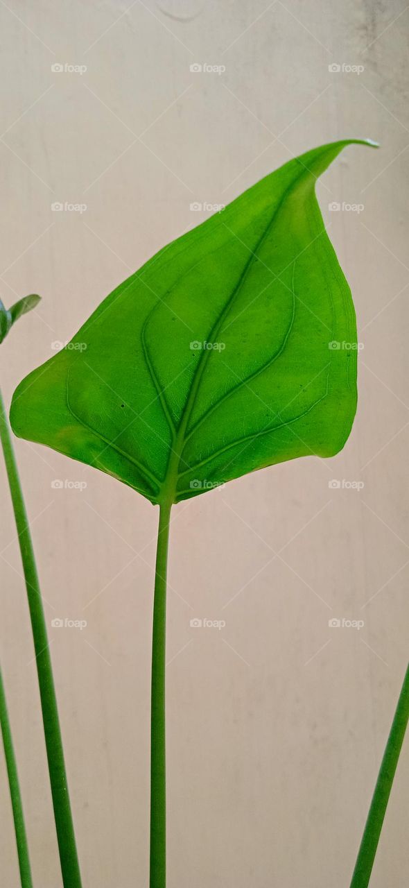 Alocasia cucullata leaf, it is species  of flowering plant in the arum family, known by the common names chinese taro, chinese ape, Buddhas hand and hooded dwarf elephant ear, it is kept as an ornamental plant.shoot at thu, 20 apr, 2023, 6:00 pm.