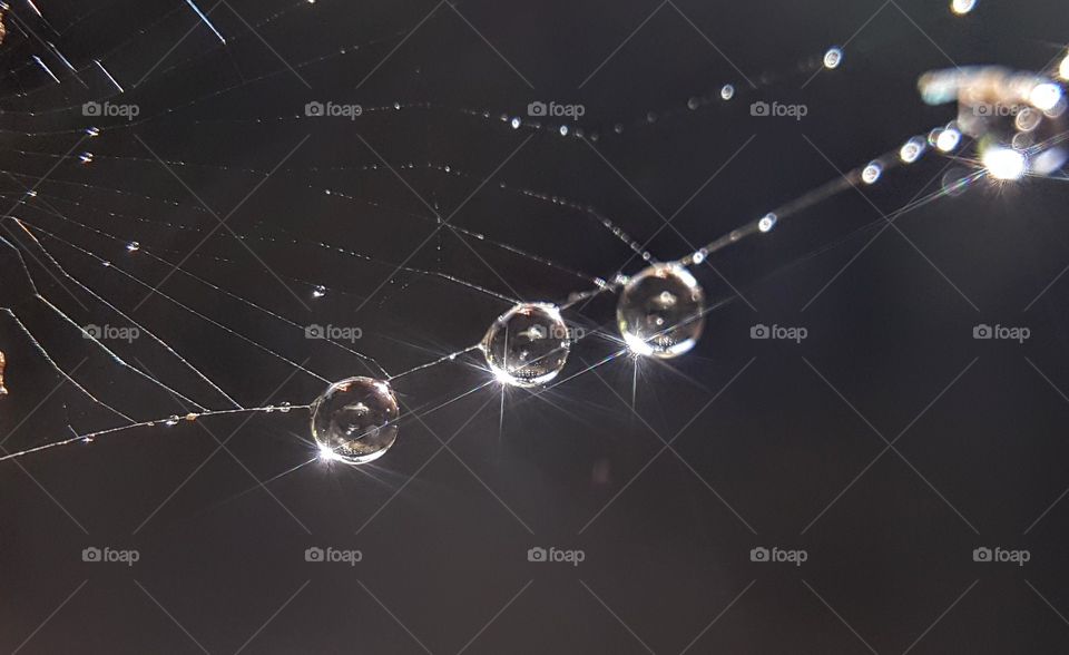 The reflected light drop that spider's web.